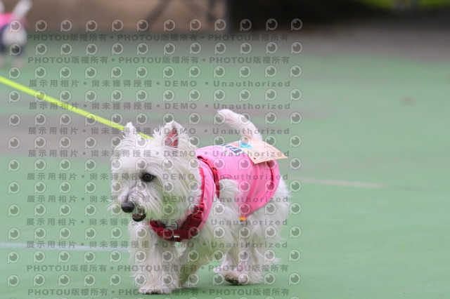 2024第六屆奔跑吧!毛小孩公益路跑