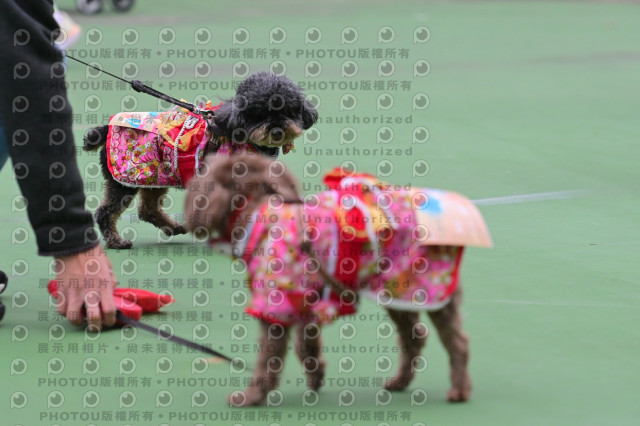 2024第六屆奔跑吧!毛小孩公益路跑