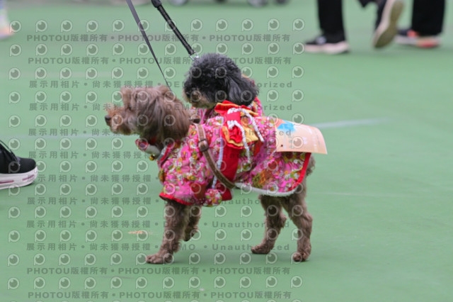 2024第六屆奔跑吧!毛小孩公益路跑