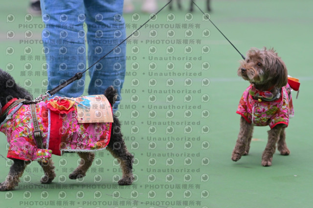 2024第六屆奔跑吧!毛小孩公益路跑