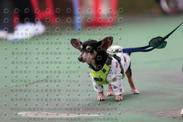 2024第六屆奔跑吧!毛小孩公益路跑