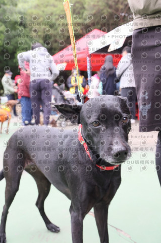 2024第六屆奔跑吧!毛小孩公益路跑