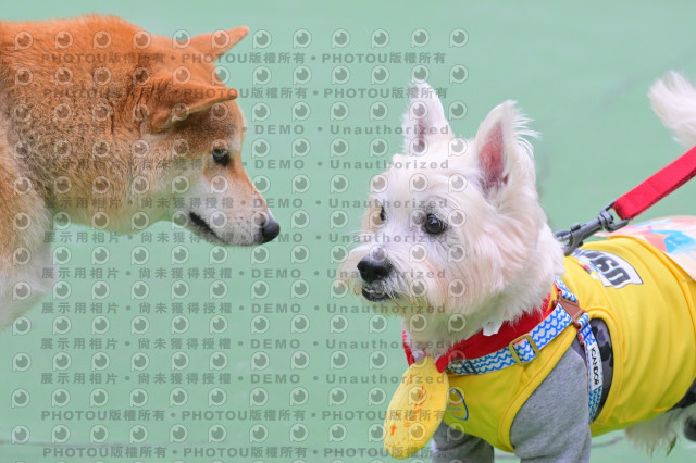 2024第六屆奔跑吧!毛小孩公益路跑