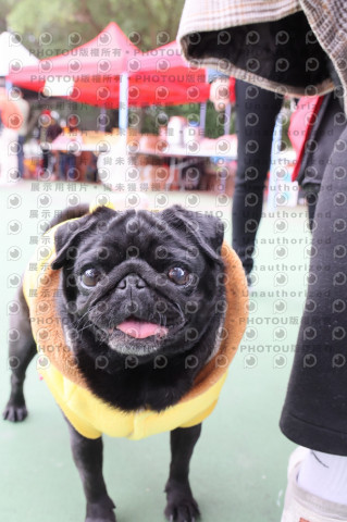 2024第六屆奔跑吧!毛小孩公益路跑