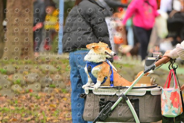 2024第六屆奔跑吧!毛小孩公益路跑